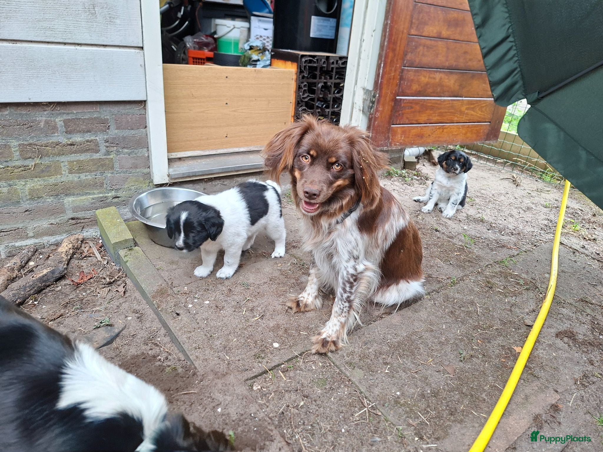 Kruising honden Lieve puppy's  - Advertentie 1