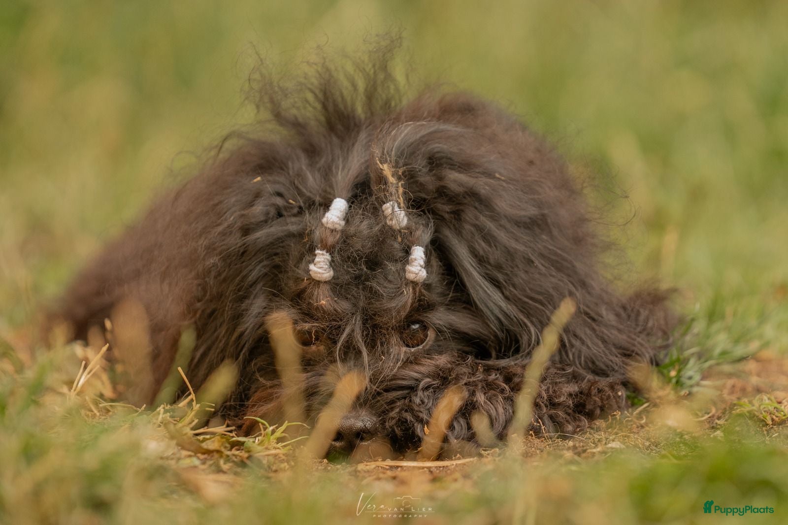 Kruising honden Uitgebreid geteste Boompoo dekreu  - Advertentie 2