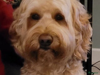 Labradoodle honden Echte Australian Labradoodle dekreu. in Duiven - Advertentie 11