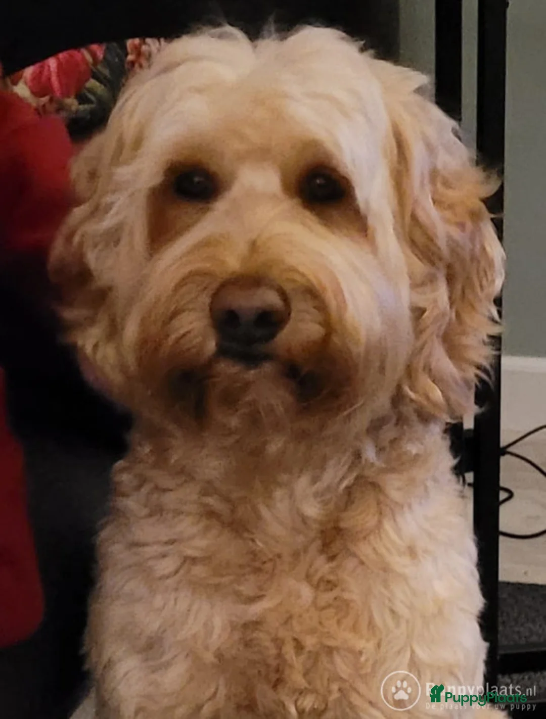 Labradoodle honden ter dekking: Echte Australian Labradoodle dekreu. in Duiven - Advertentie 1