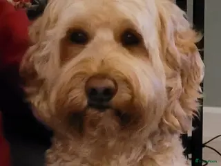 Labradoodle honden Echte Australian Labradoodle dekreu. in Duiven - Advertentie 6