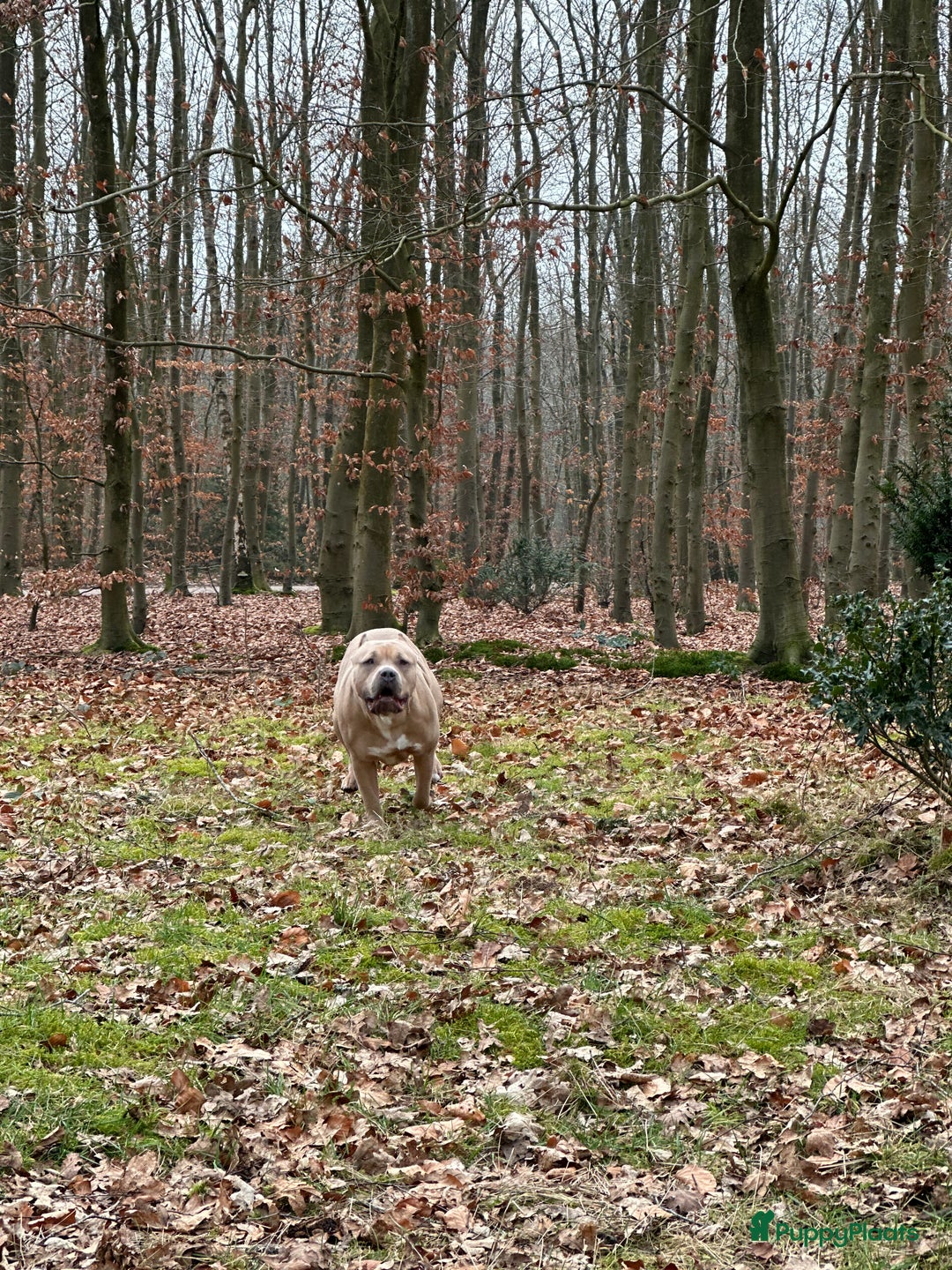 Amerikaanse Bully honden te koop: American bully XL pups bossy kennels bloedlijn! - Afbeelding 10
