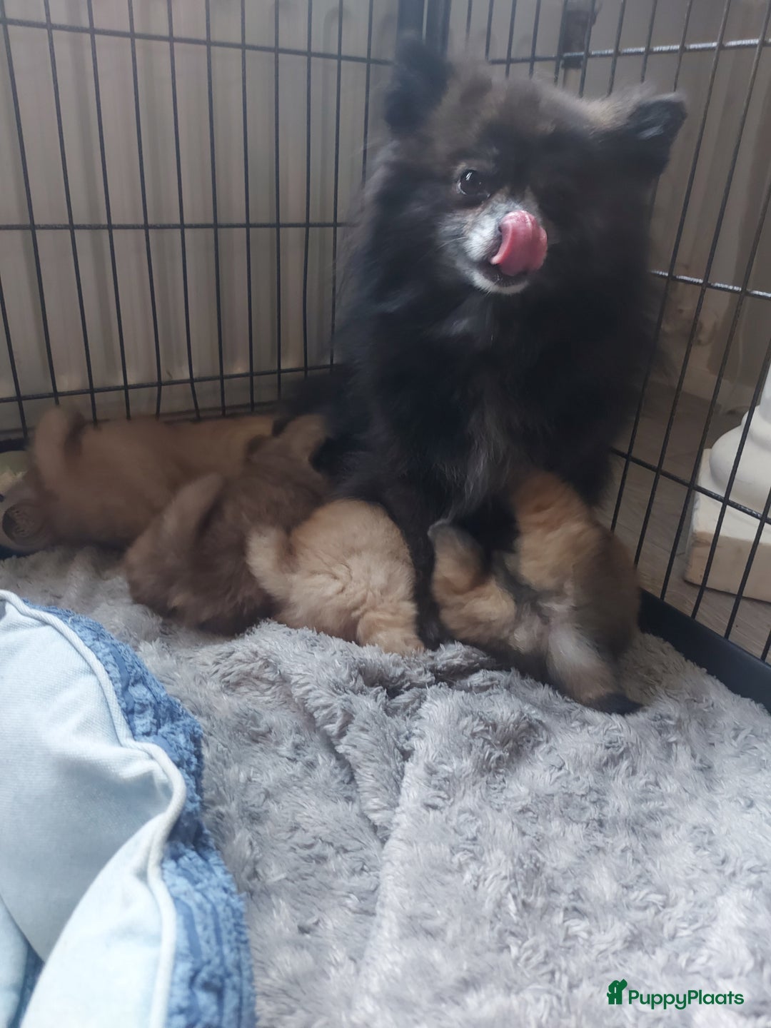 Galerij afbeelding {{count}}