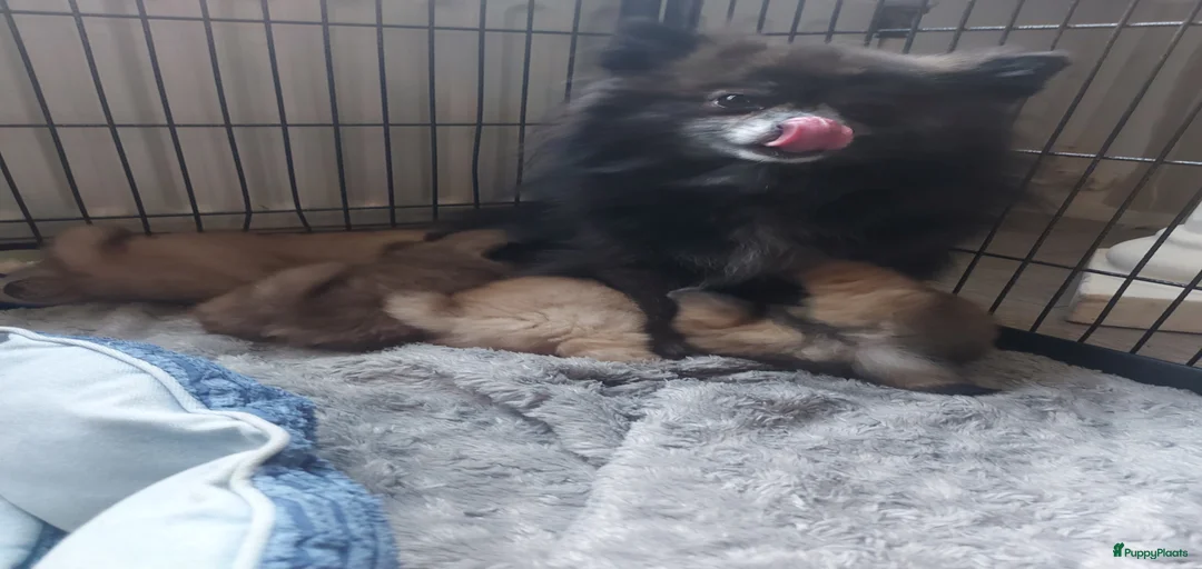 Galerij afbeelding {{count}}