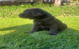 Labrador Retriever honden te koop: Heel lieve labrador  - Afbeelding 1