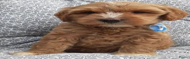 Australian Labradoodle Puppy 1