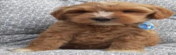 Australian Labradoodle honden te koop: Australian Labradoodle pups WALA stamboom  - Advertentie 21