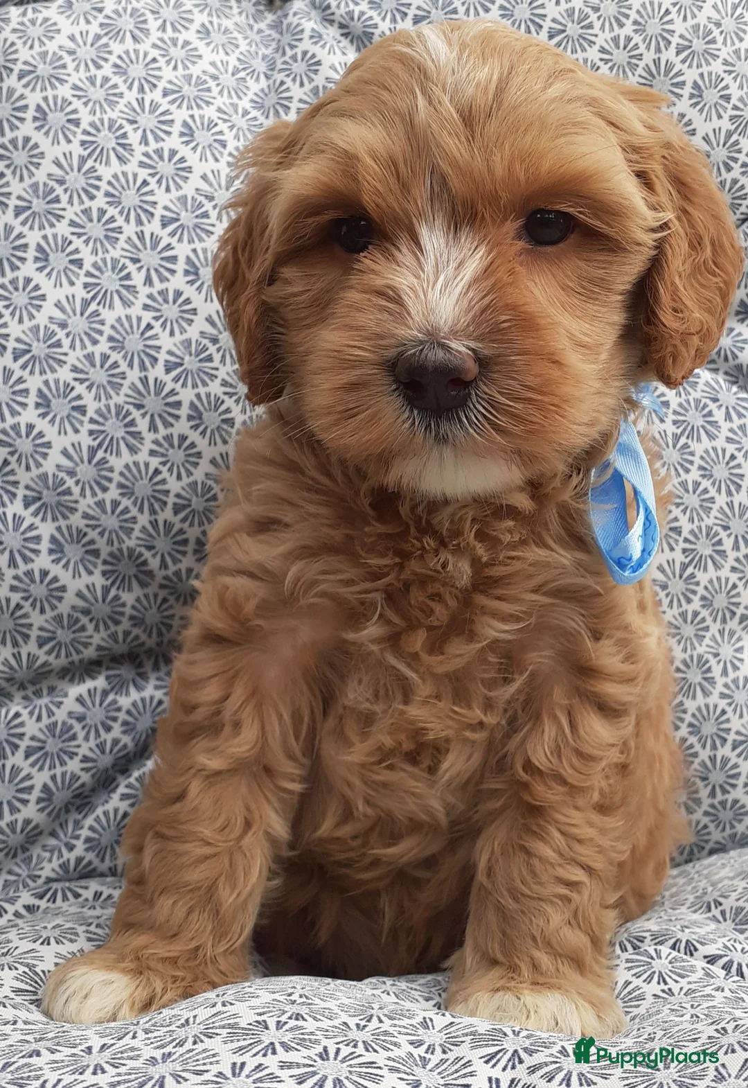 Australian Labradoodle honden te koop: Australian Labradoodle pups WALA stamboom  - Advertentie 21