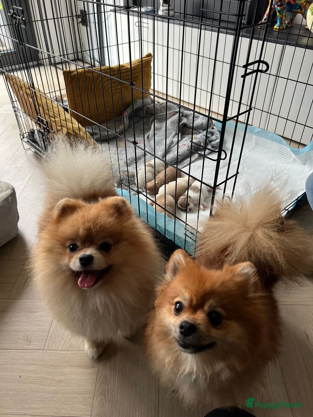 Pomeriaan honden te koop: 3 Maanden Oude Speelse & Liefdevolle Puppy - Advertentie 1