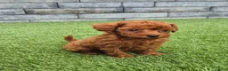 Poedel Toy honden te koop: Mooi abrikoos rood toy poedel reutje. - Advertentie 11