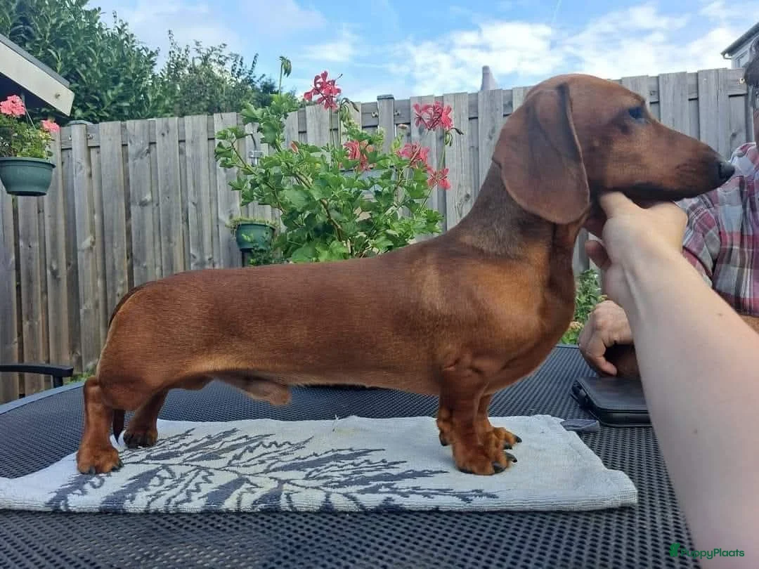 Teckel (korthaar)  honden ter dekking: Dwerg korthaar Teckel ter dekking - Advertentie 2