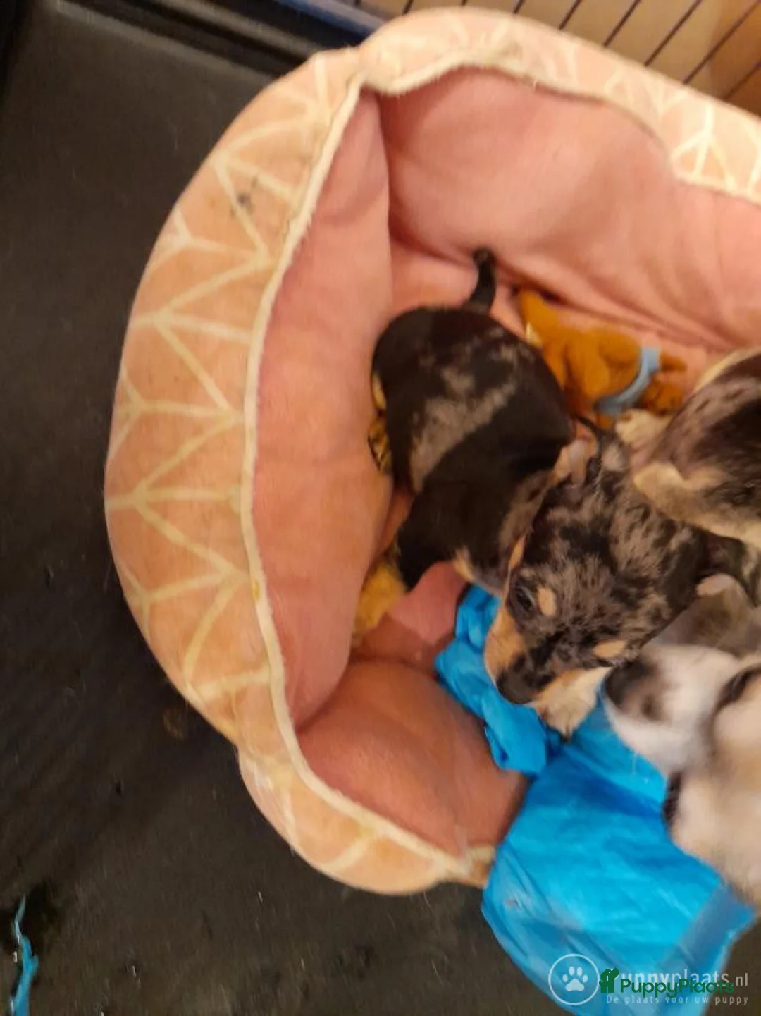 Kruising honden ter dekking: Dekreu Praagse Rattler (Praagse Rattenvanger) in Nieuw-Vossemeer - Advertentie 6