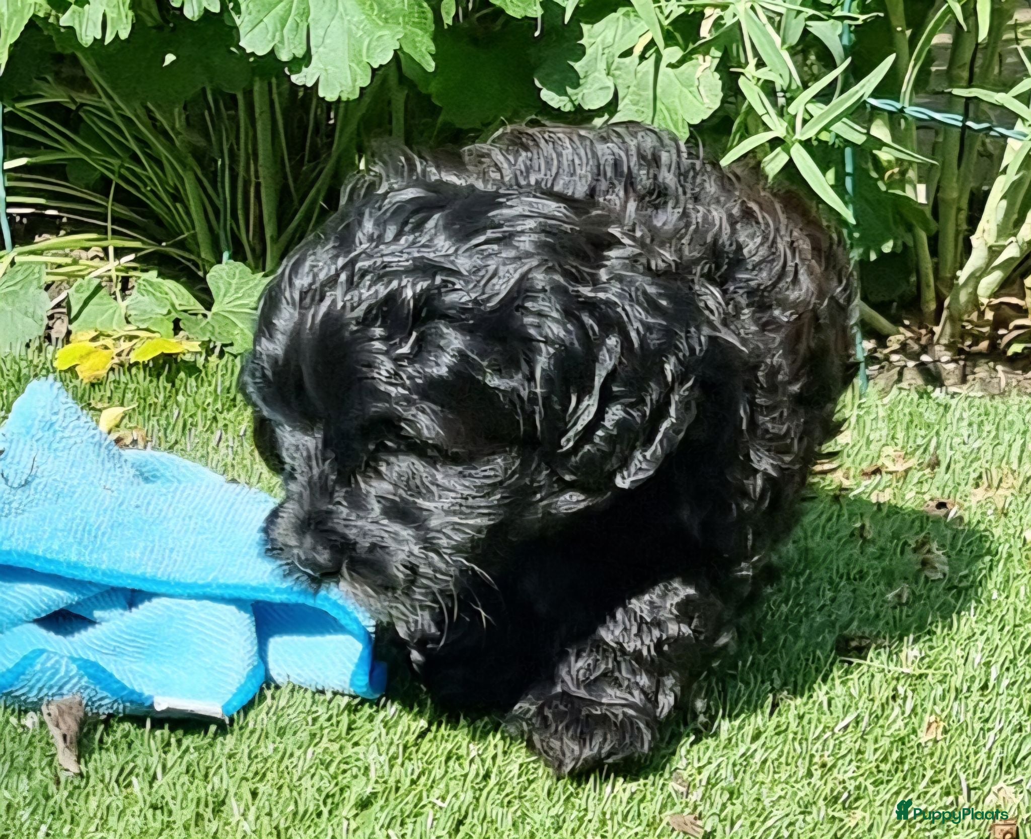 Kruising honden Prachtige pup - Advertentie 2