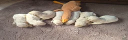 Golden Retriever honden te koop: Prachtige golden retriever pups - Advertentie 4