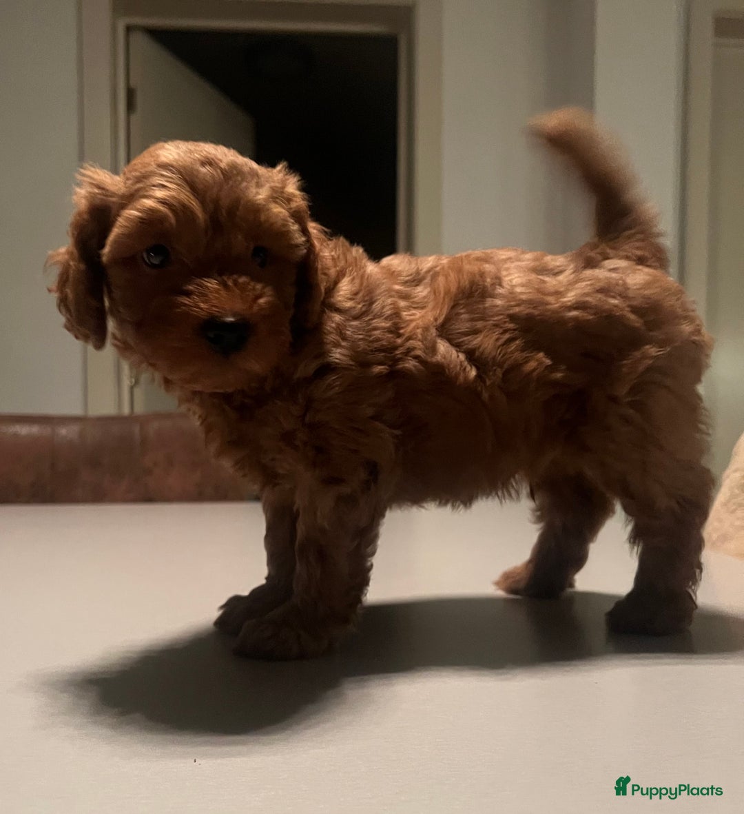 Kruising honden te koop: Huiselijke nest POEDELS, moeder & vader aanwezig  - Advertentie 11