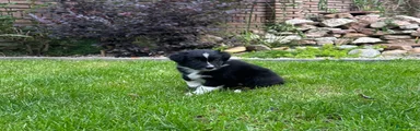 Australian Shepherd 1