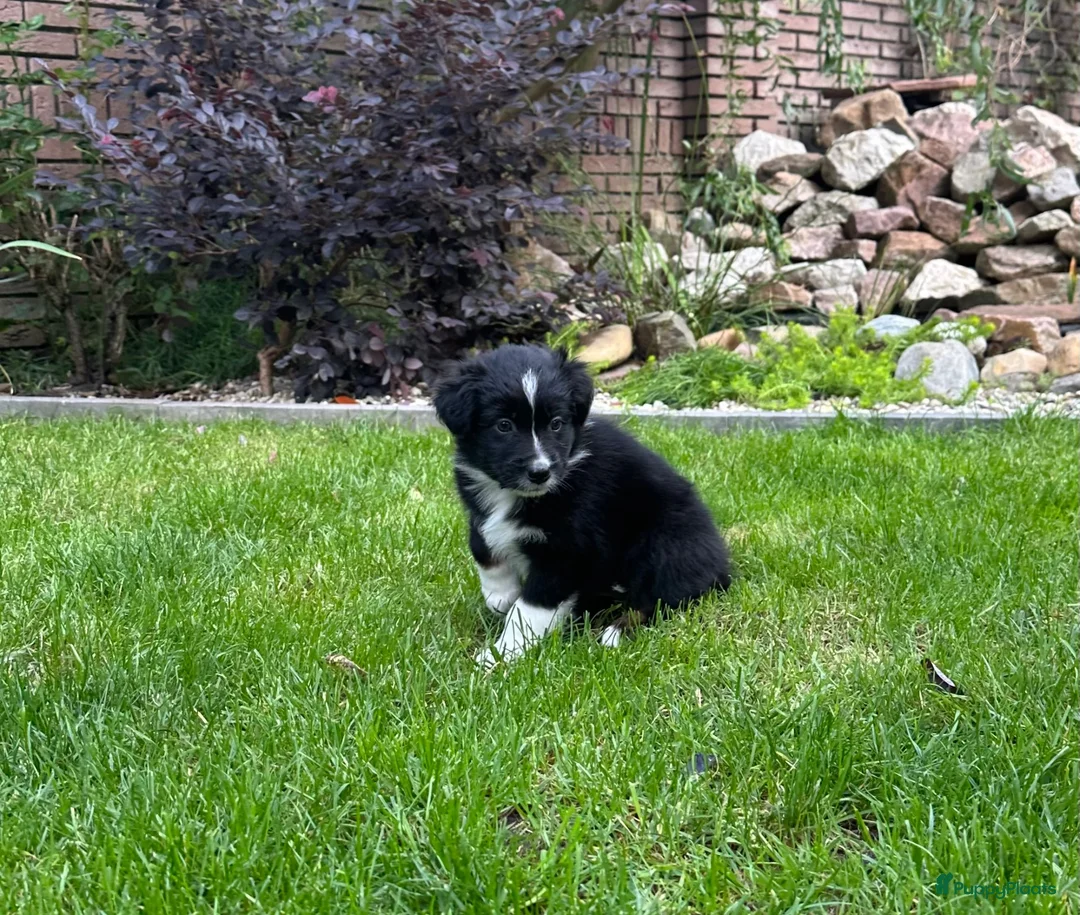 Australian Shepherd honden te koop: Aussie pups - Advertentie 21