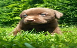Labrador Retriever honden te koop: Chocolade labrador pups in Maastricht - Afbeelding 3