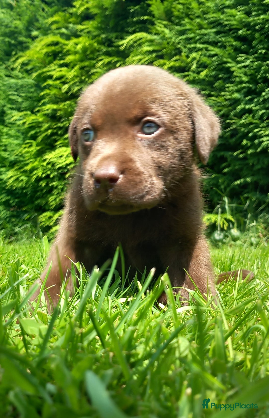 Labrador Retriever honden te koop: Chocolade labrador pups in Maastricht - Afbeelding 3