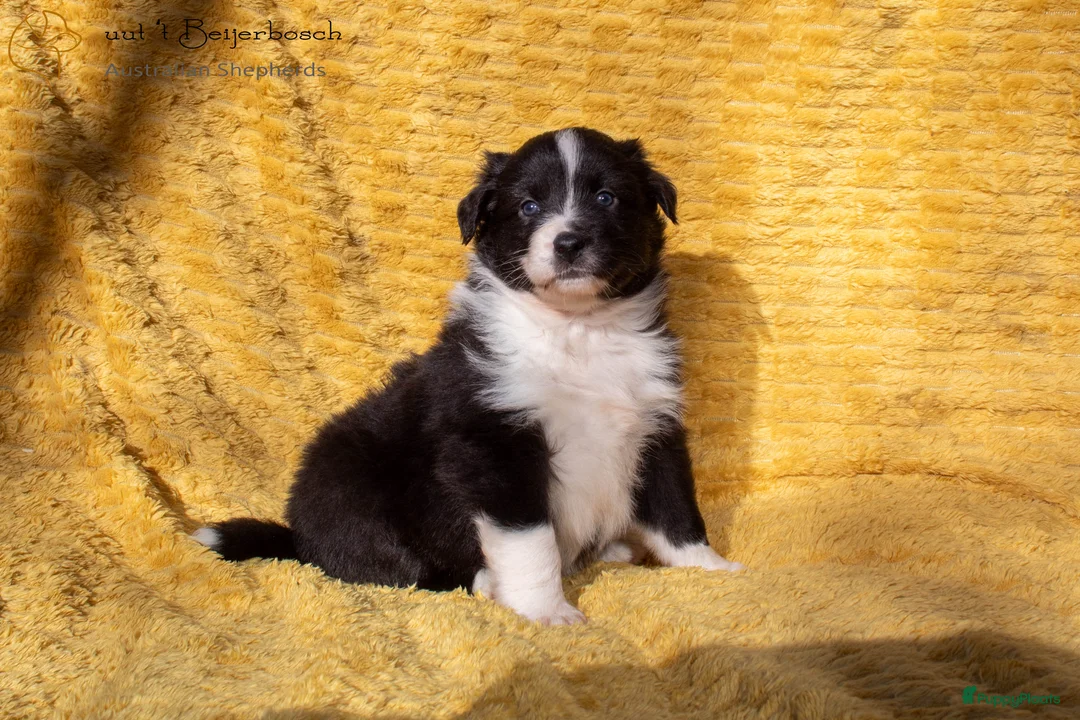 Australian Shepherd honden te koop: Raszuivere Australian shepherd pups te koop - Advertentie 8