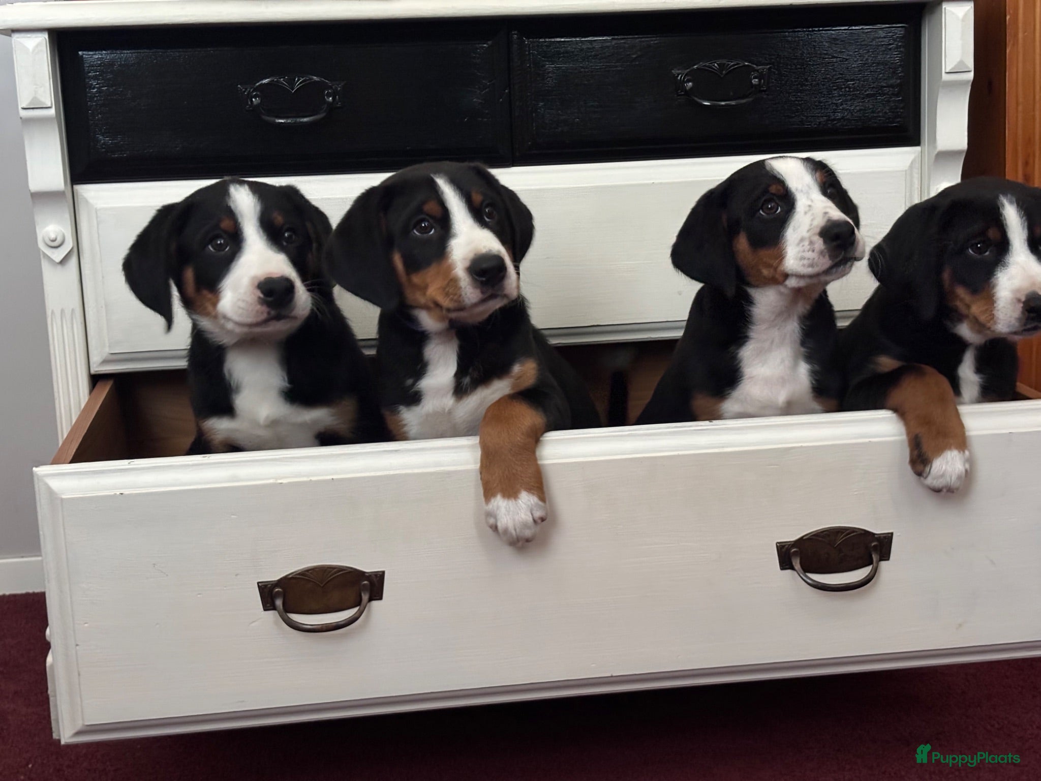 Appenzeller Sennenhond honden Lieve puppy’s  - Advertentie 2