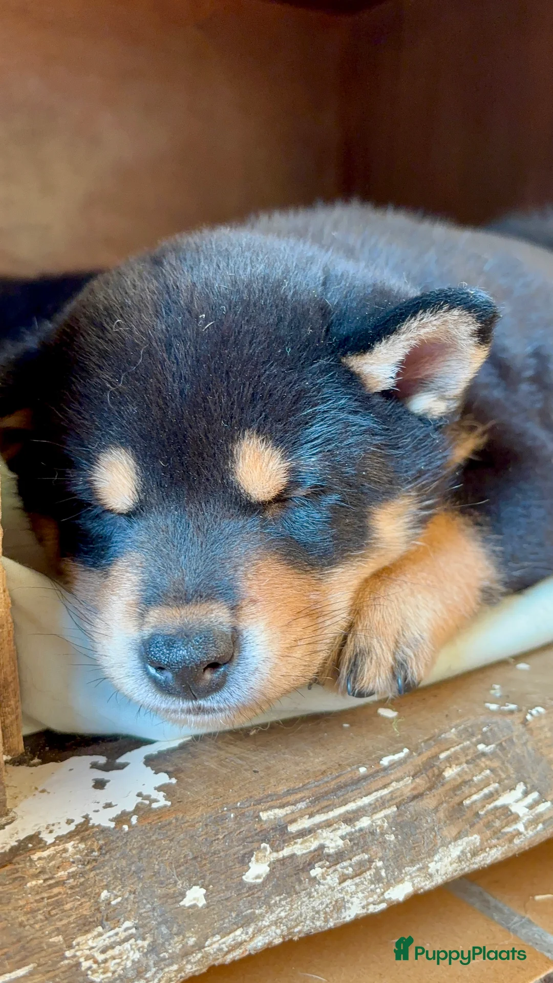 Shiba honden te koop: Shiba inu  - Advertentie 7