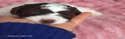 Lagotto Romagnolo honden te koop: Lagotto Romagnolo Pupies - Advertentie 11