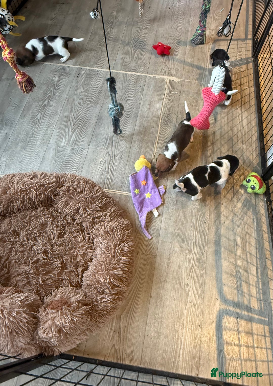 Teckel (korthaar)  honden te koop: Piebald dwergteckel pups - Advertentie 35