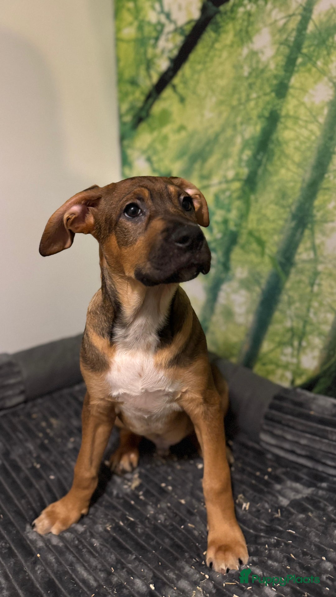 Kruising honden te koop: Amerikaanse Stafford x Hongaarse windhond - Advertentie 6