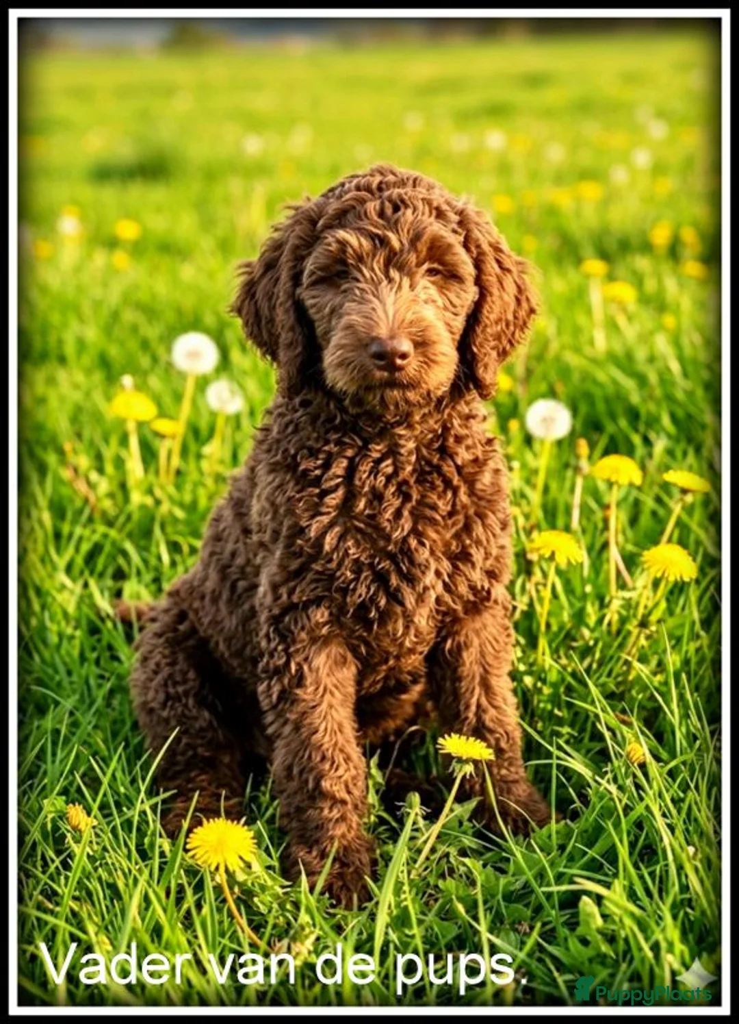Labradoodle honden te koop: Labradoodle pups +/- 45 cm - Advertentie 14