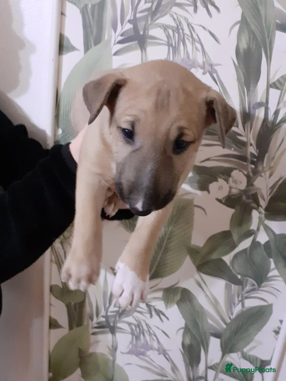 Bull Terriër honden te koop: deze 4 kanjers zijn op zoek naar gouden mandje - Advertentie 6