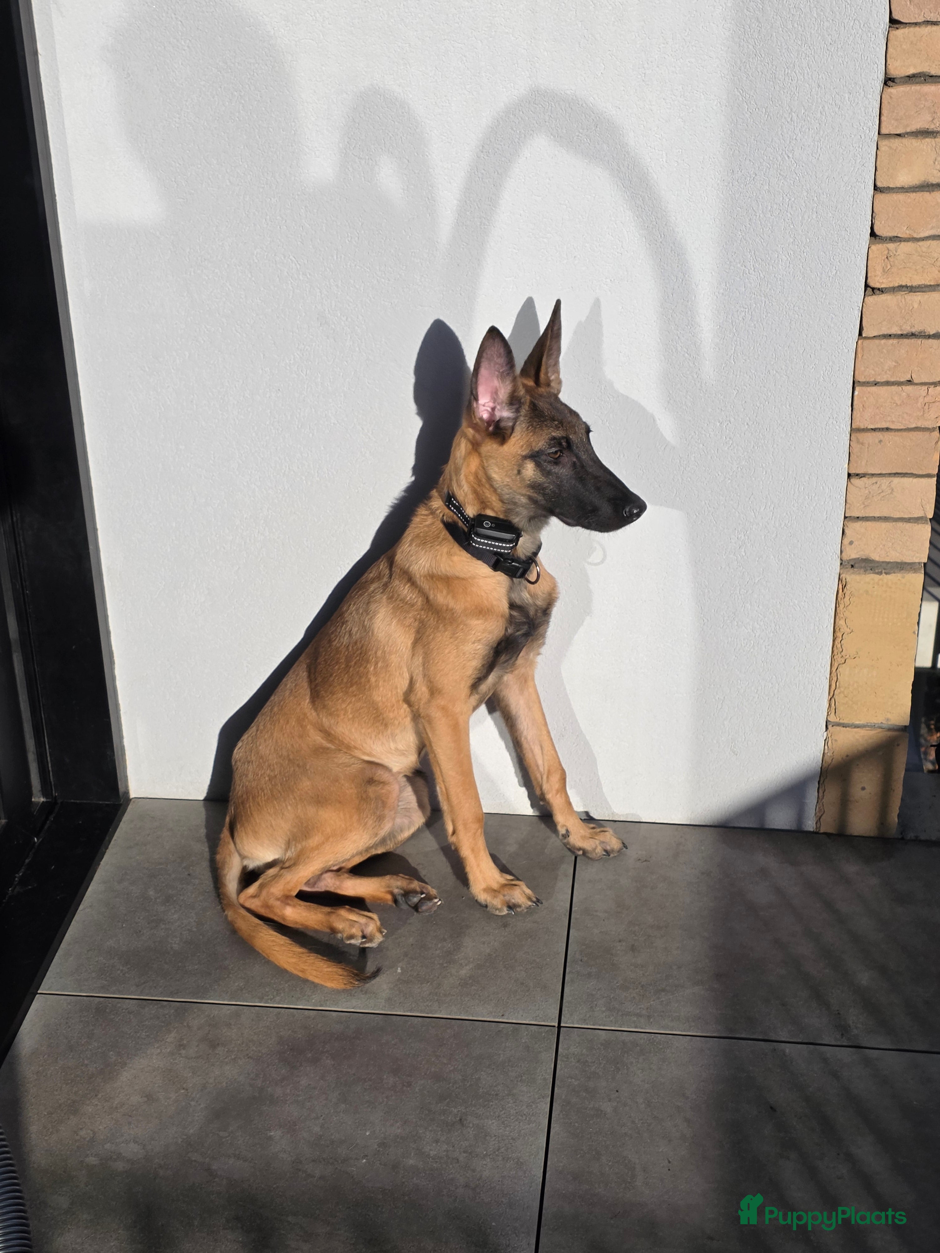 Mechelse Herder honden Mechelse herder - Advertentie 1