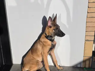 Mechelse Herder honden Mechelse herder - Advertentie 6