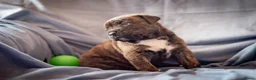 Kruising honden te koop: Nestje pups/ Rottweiler -X- Amerikaans Bulldog. - Advertentie 12