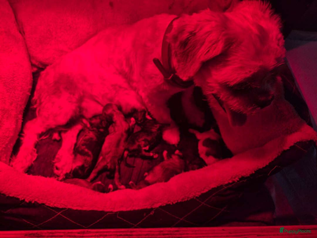 Shih Tzu honden te koop: Te koop  - Afbeelding 10