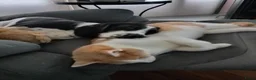 Kruising honden te koop: Een Onverwacht Sprookje 💝😊 - Advertentie 9