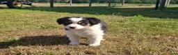 Kruising honden te koop: Shepherd puppy's  - Advertentie 16