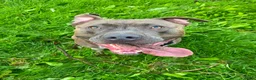 Kruising honden te koop: Red Nose Pitbull/Bully XL/stafford nest verwacht - Advertentie 2