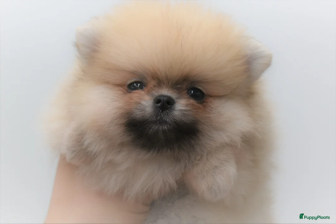 Galerij afbeelding {{count}}