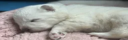 Samojeed honden te koop: Samojeden pups met stamboom - Advertentie 15