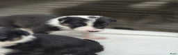 Border Collie honden te koop: Prachtige bordercolliepups met Isds stamboom - Advertentie 8