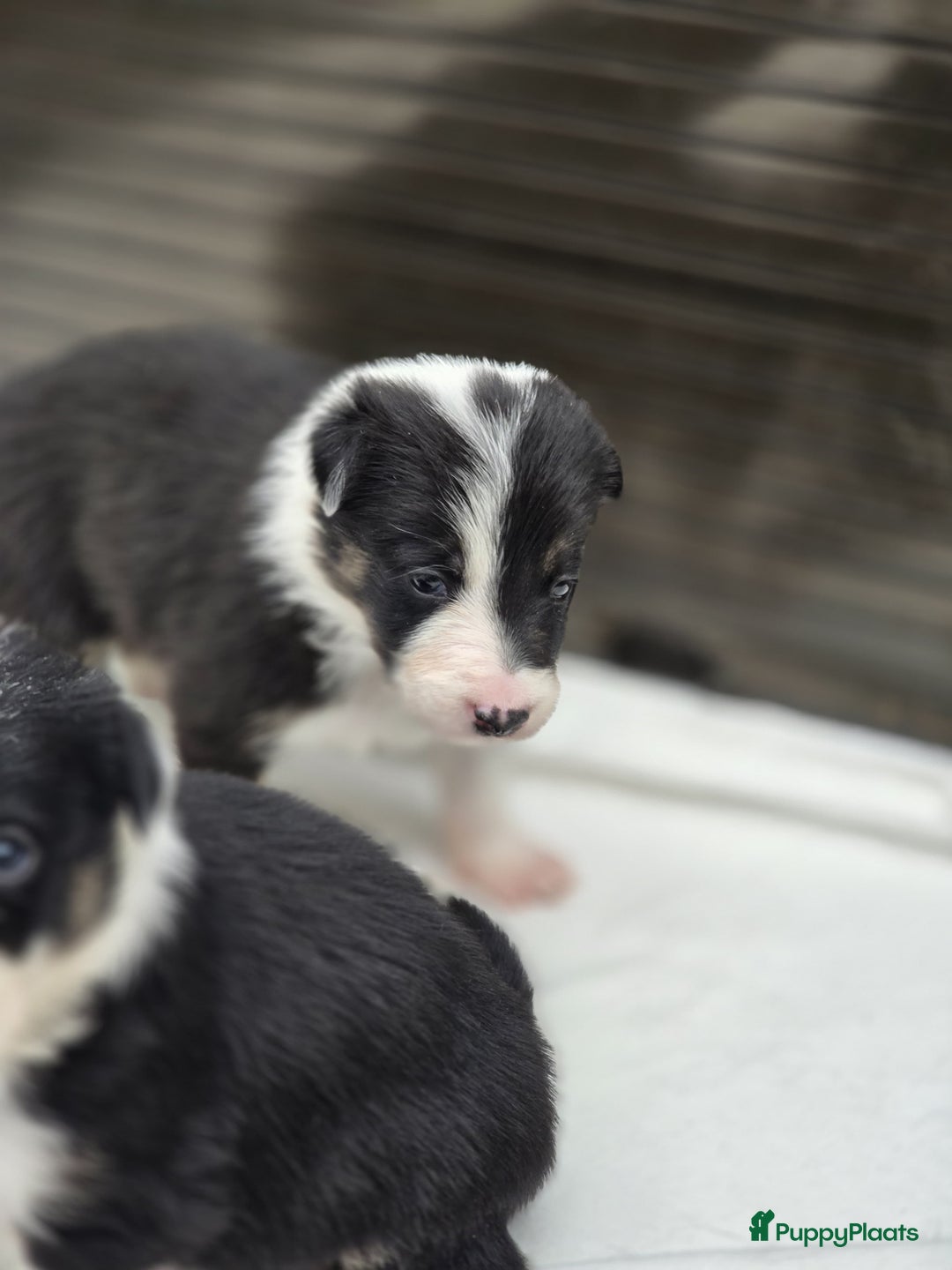 Border Collie honden te koop: Prachtige bordercolliepups met Isds stamboom - Advertentie 8