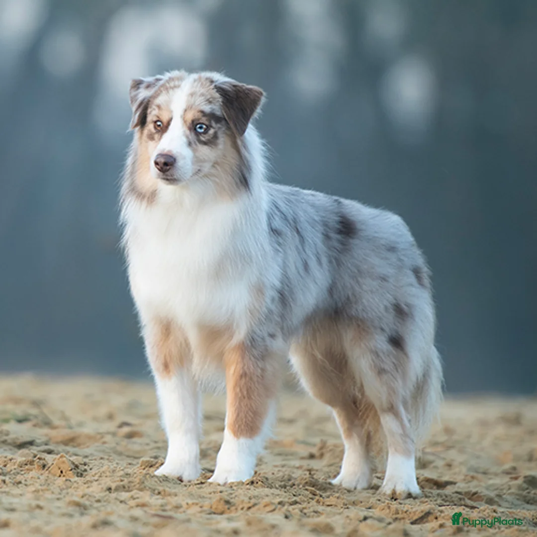 Australian Shepherd honden te koop: Mini Australische herder pups - Advertentie 2