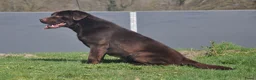 Labrador Retriever honden te koop: Chocolade bruine labrador pups met stamboom ! - Advertentie 38