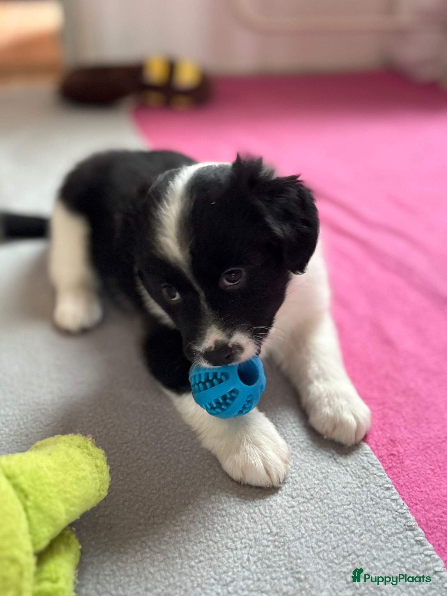 Kruising honden Super schattig gelegenheids nestje - Advertentie 2