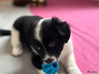 Kruising honden Super schattig gelegenheids nestje - Advertentie 2