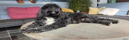 Tibetaanse Terriër honden te koop: Tibetaanse terriër pups, uit geteste ouders - Advertentie 12