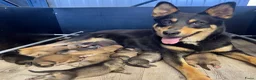 Kruising honden te koop: Pup Eurasiër / Herdermix - Advertentie 4