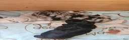 Shihpoo honden te koop: Shihpoo pup - Advertentie 7