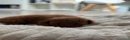 Poedel Toy honden te koop:     Lieve en sociale puppy’s zoeken een thuis - Advertentie 5